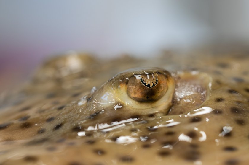 Spotted ray, credits: WUR