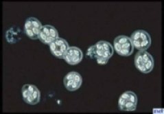 Cryptosporidium spp.