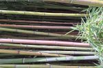 Dicht opeengepakte bamboestengels (Foto Chris van Dijk, 2024).