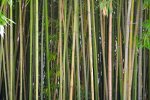 Dicht bij elkaar staande bamboestengels (Foto D-Kuru, Wikimedia Commons, 2023)