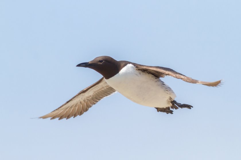 Research shows that razorbills and guillemots don&rsquo;t like to swim between the wind turbines.