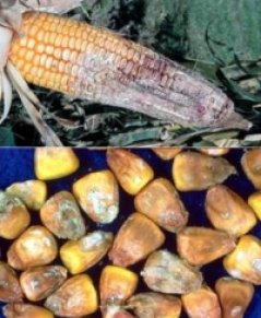 mycotoxins