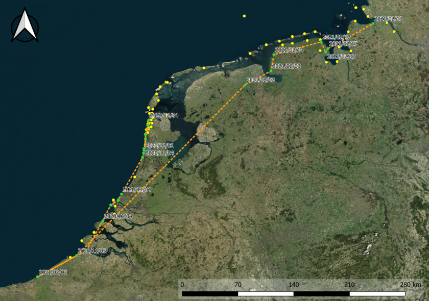 Vliegroute van een veldleeuwerik die in de nacht van 4 november 2020 in iets meer dan zes uur vanuit de kop van Noord-Holland naar Zuid-Belgi&euml; vloog. In de nacht van 2 februari 2021 begon de terugreis via Groningen naar Emden in Noordwest-Duitsland. Twee weken later werd de tocht in kleine stapjes voortgezet richting het noordoosten. 