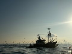Shrimp trawler on its way to the Hollandse Kust Zuid wind farm. Photo: WUR