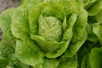 Romaine Blonde Mara&icirc;ch&egrave;re, krop (met dank aan Jan Velema, 2021)