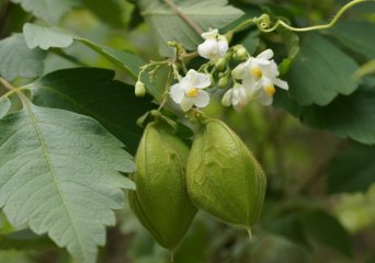 Vruchten van de ballonrank Cardiospermum grandiflorum (Foto Wikimedia Commons, Tatters)