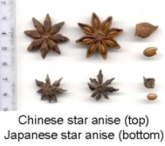 Intoxication by consumption of star anise tea