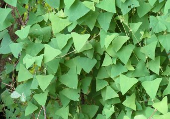 Gestekelde duizendknoop (Mile-a-minute-weed), Foto Wikimedia Commons, Katja Schulz