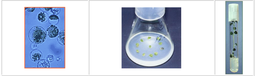 Potato protoplasts: these cells have lost their rigid walls and are ready to fuse. Protoplast fusion allows the mixing of genes between plants that don’t naturally cross.            Plant tissue culture: in vitro regeneration from fused cells, to calli and complete plants with stem, roots and leaves.