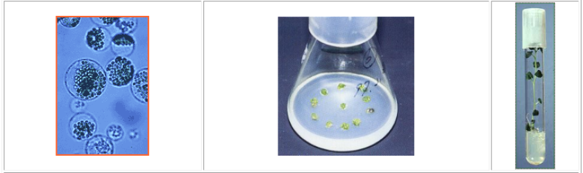 Potato protoplasts: these cells have lost their rigid walls and are ready to fuse. Protoplast fusion allows the mixing of genes between plants that don’t naturally cross. Plant tissue culture: in vitro regeneration from fused cells, to calli and complete plants with stem, roots and leaves. Potato protoplasts: these cells have lost their rigid walls and are ready to fuse. Protoplast fusion allows the mixing of genes between plants that don’t naturally cross. Plant tissue culture: in vitro regeneration from fused cells, to calli and complete plants with stem, roots and leaves.