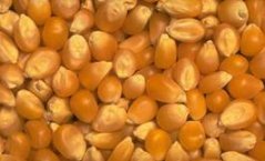 Maize Maize