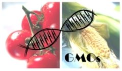 GMO