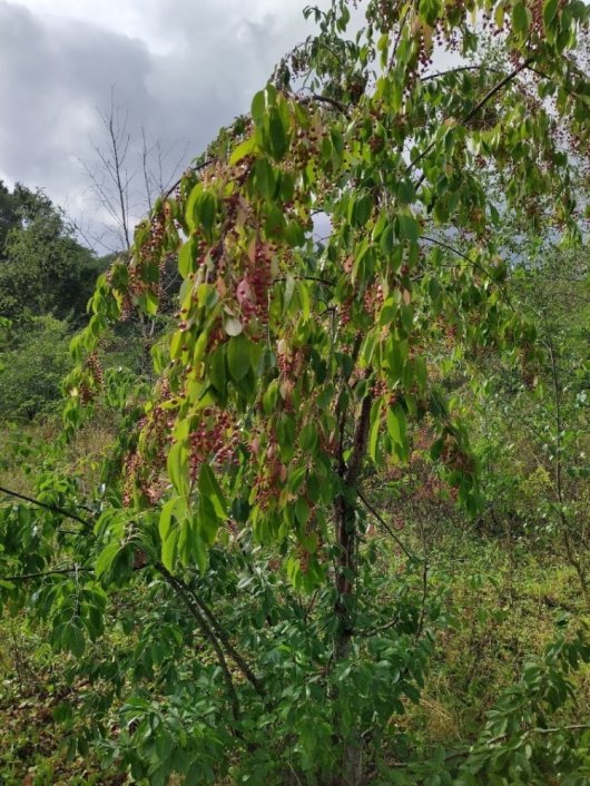 De Amerikaanse vogelkers draagt bij vol licht zeer jong kersen (Foto Jan den Ouden)