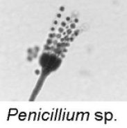 penicillium sp. 