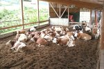 Simmentaler cows resting on composting bedding in Austria