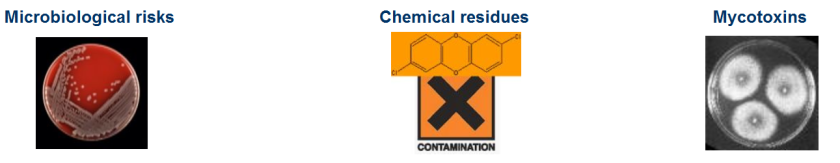 microbiological risks, chemical residues and mycotoxins microbiological risks, chemical residues and mycotoxins
