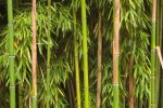 Dicht bij elkaar staande bamboe stengels (Foto Manfred Heyde, Wikimedia Commons, 2007) 