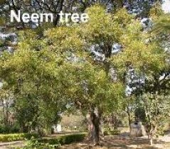 neem tree