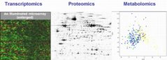 A typical output from the three omics profiling techniques A typical output from the three omics profiling techniques